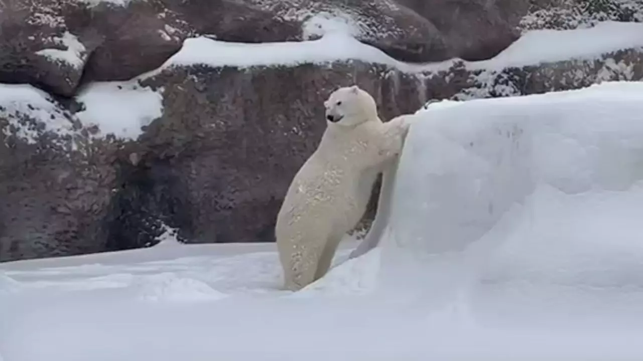 Медведи в зоопарке Ижевска радуются обильному снегопаду
