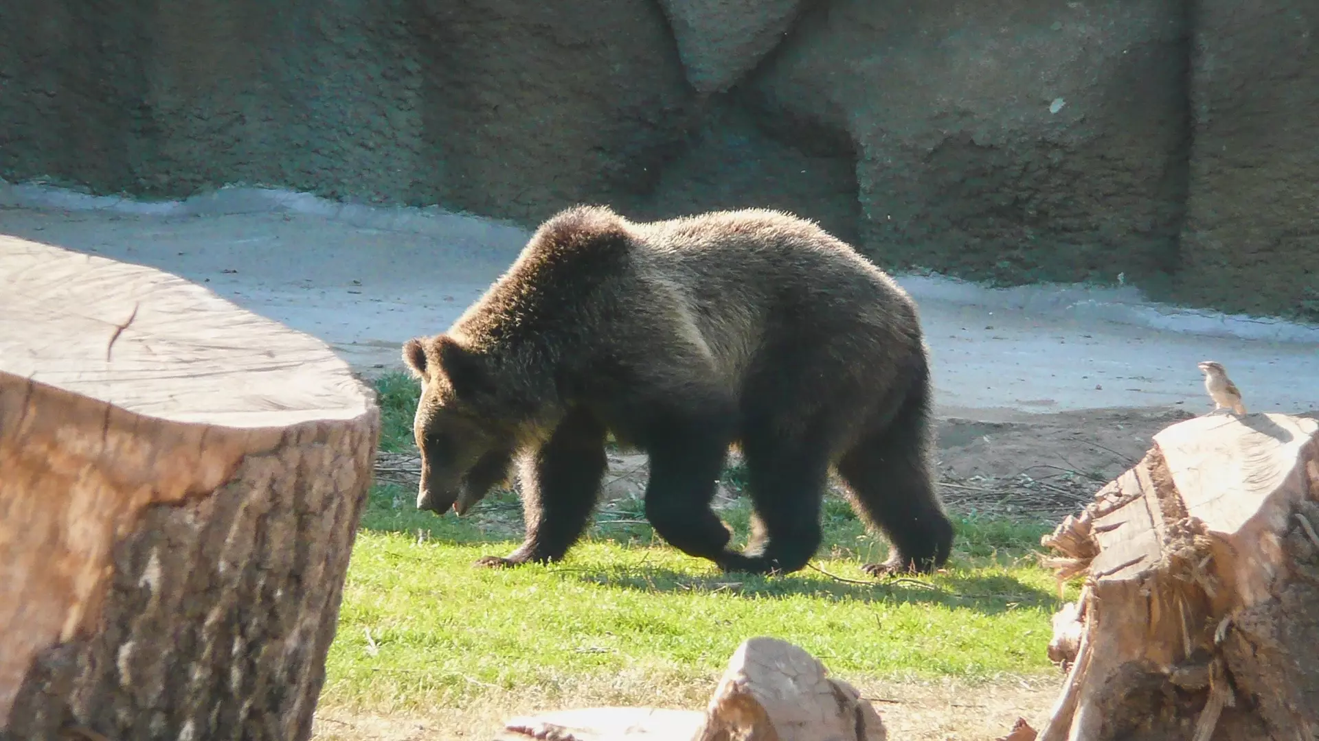 Десятый случай трихинеллёза медведей выявили в Удмуртии