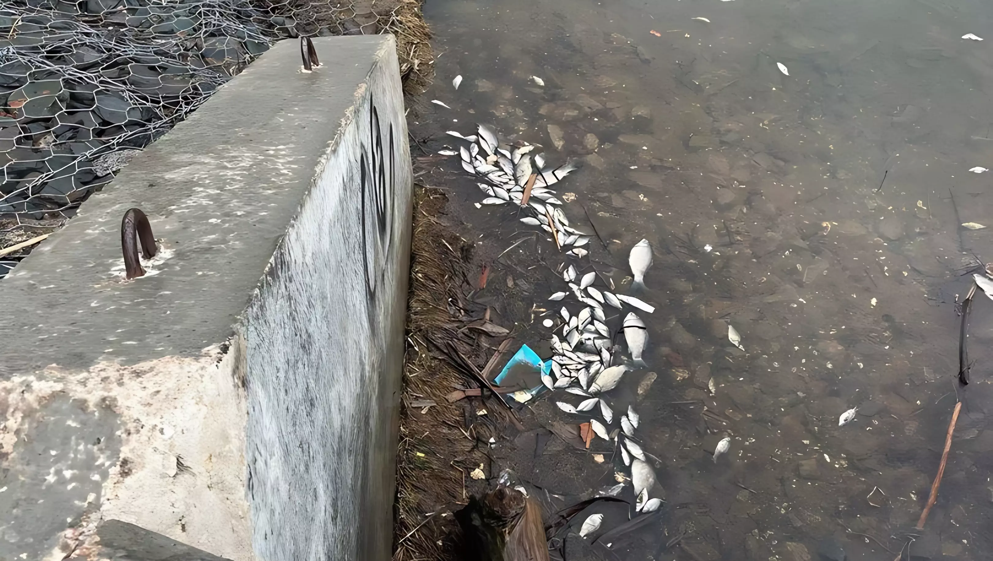В пруду сквера Оружейника Драгунова в Ижевске погибла рыба