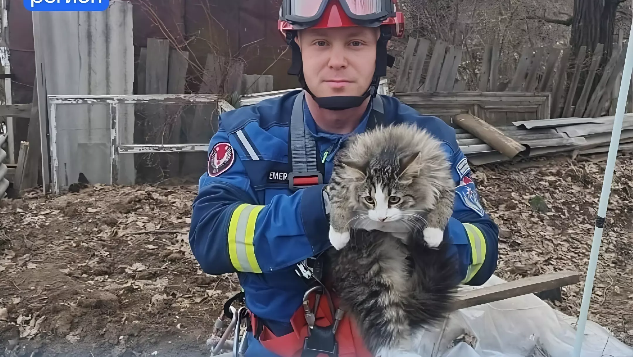 В Сарапуле спасатели помогли коту, который неделю просидел на дереве